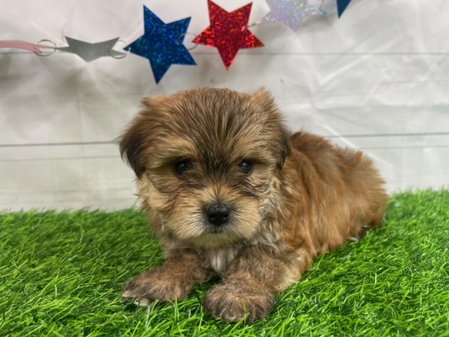 puppy, for, sale, Yorkie/Maltese, Alisa  Breedlove, dog, breeder, Waynesville, MO, dog-breeder, puppy-for-sale, forsale, nearby, find, puppyfind, locator, puppylocator, aca